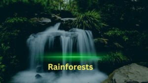 Rainforests